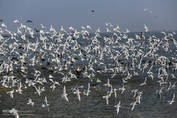 Migratory birds return to Shadegan wetland