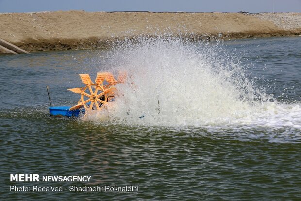 Shrimp farming in Jask, Hormozgan province