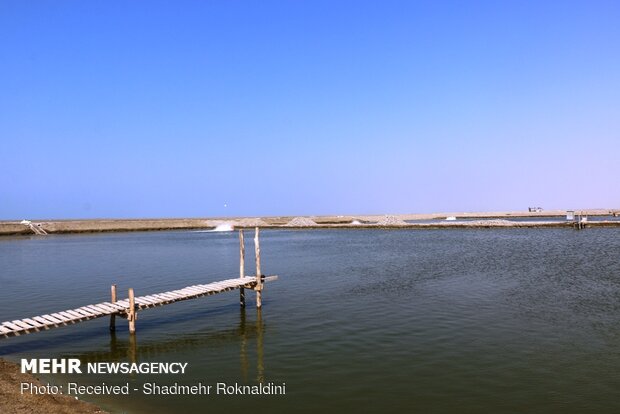 Shrimp farming in Jask, Hormozgan province