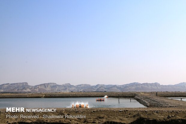 Shrimp farming in Jask, Hormozgan province