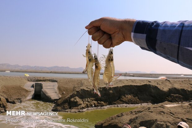حصاد الروبيان في مدينة "جاسك" جنوبي ايران 