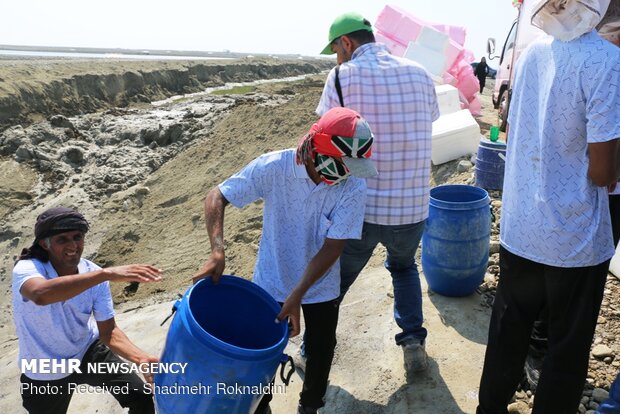 Shrimp farming in Jask, Hormozgan province