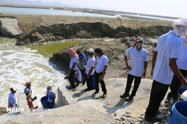 Shrimp farming in Jask, Hormozgan province