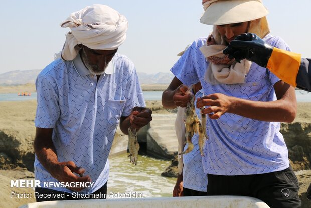 Shrimp farming in Jask, Hormozgan province