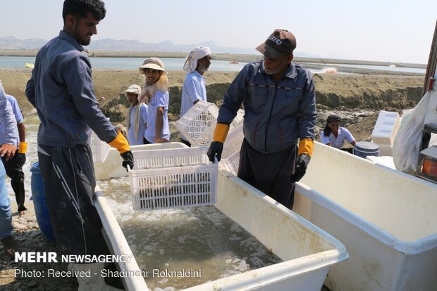 Shrimp farming in Jask, Hormozgan province