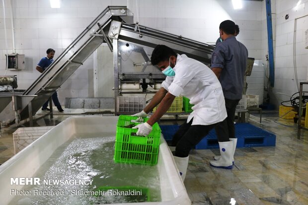 Shrimp farming in Jask, Hormozgan province