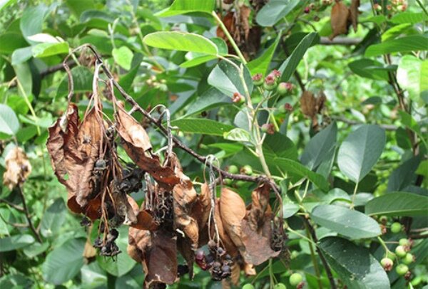 سم ارگانیک درختان میوه دار تولید شد/ افزایش تولید محصول