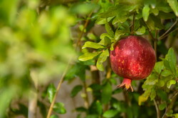 Harvesting pomegranates in Shahreza
