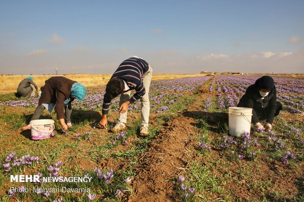 Saffron harvest season kicks off in northeastern Iran