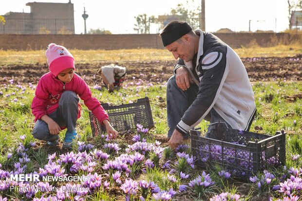 Saffron harvest season kicks off in northeastern Iran