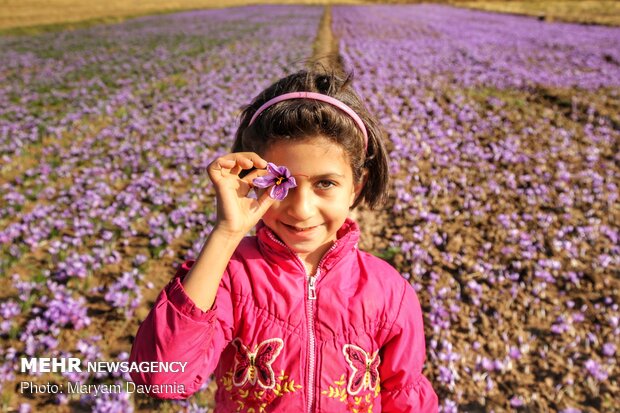 Saffron harvest season kicks off in northeastern Iran