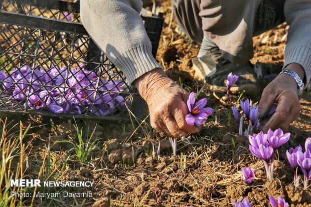 Saffron harvest season kicks off in northeastern Iran