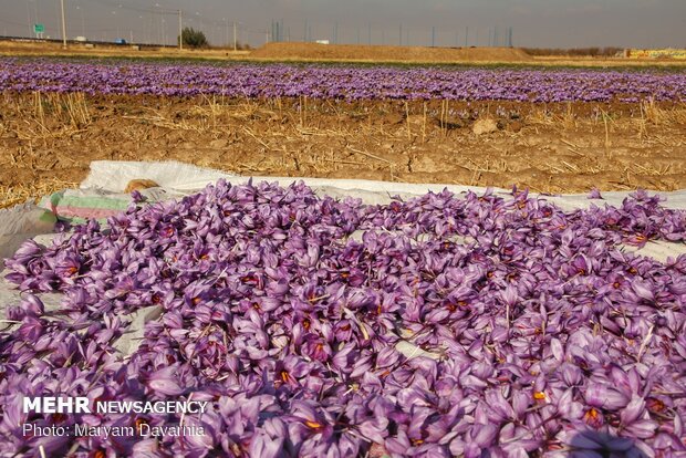 Saffron harvest season kicks off in northeastern Iran