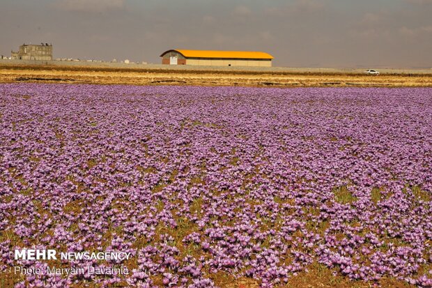 Saffron harvest season kicks off in northeastern Iran