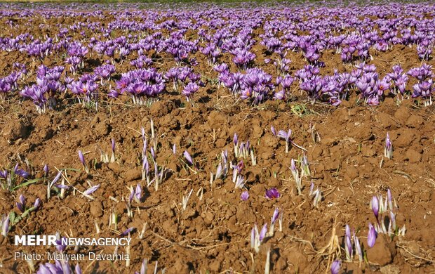 Saffron harvest season kicks off in northeastern Iran