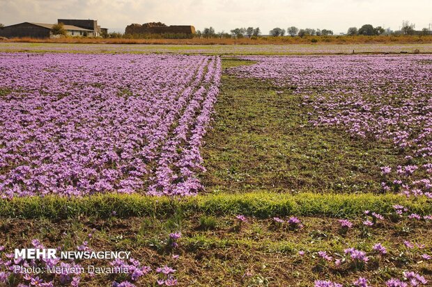 Saffron harvest season kicks off in northeastern Iran