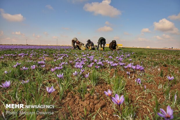 Saffron harvest season kicks off in northeastern Iran