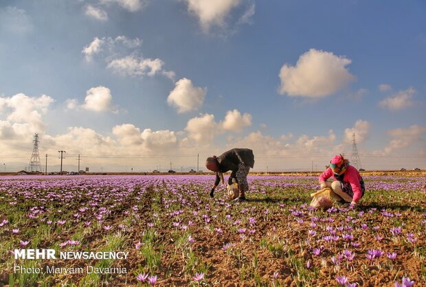 Saffron harvest season kicks off in northeastern Iran