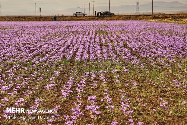 Saffron harvest season kicks off in northeastern Iran