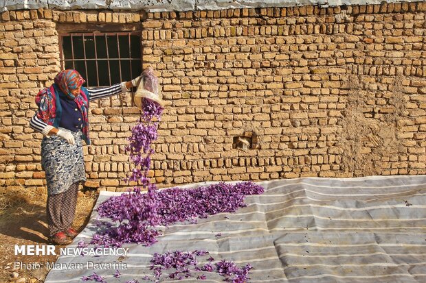 Saffron harvest season kicks off in northeastern Iran