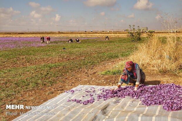 Saffron harvest season kicks off in northeastern Iran