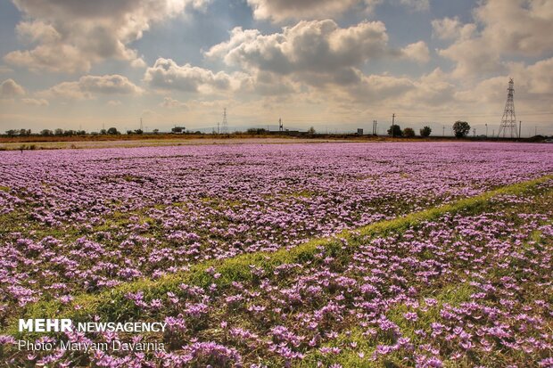 Saffron harvest season kicks off in northeastern Iran