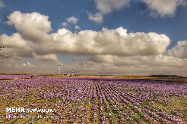 Saffron harvest season kicks off in northeastern Iran