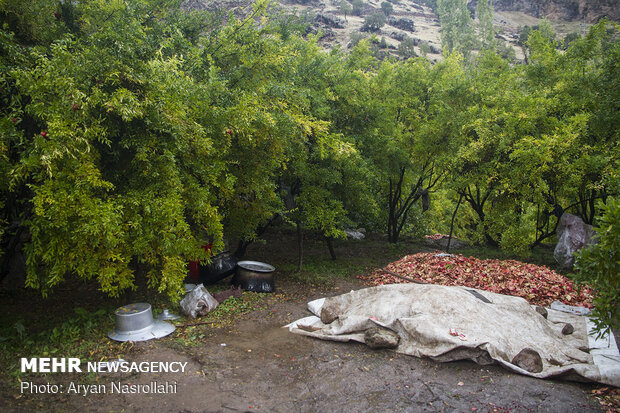 یاقوت سرخ هورامان‎