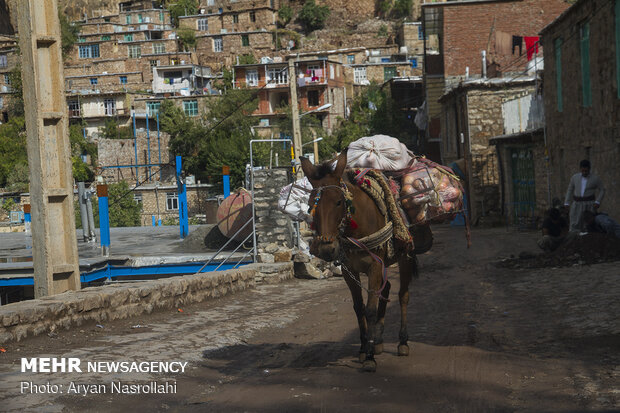 یاقوت سرخ هورامان‎