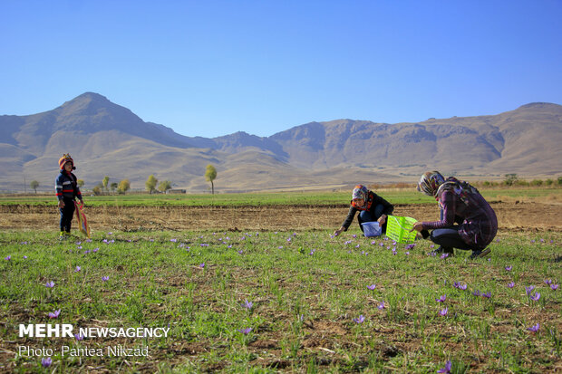 Harvesting 'red gold' in Zagros foothills