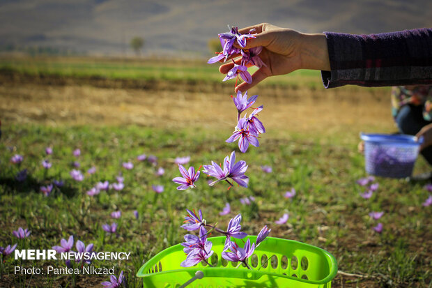 Harvesting 'red gold' in Zagros foothills