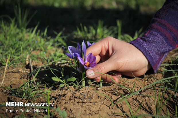 Harvesting 'red gold' in Zagros foothills