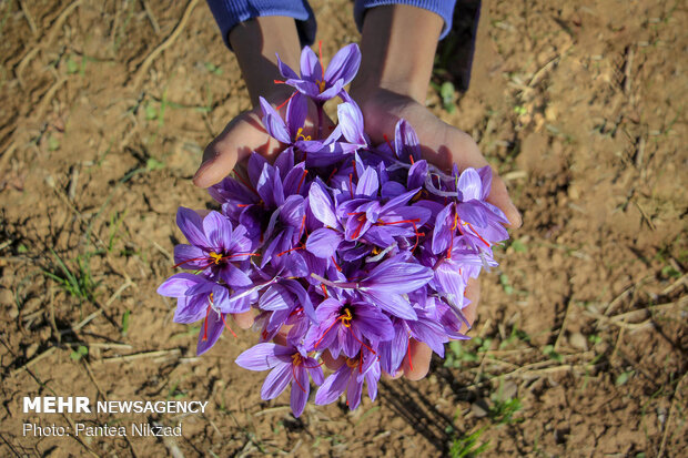 Harvesting 'red gold' in Zagros foothills