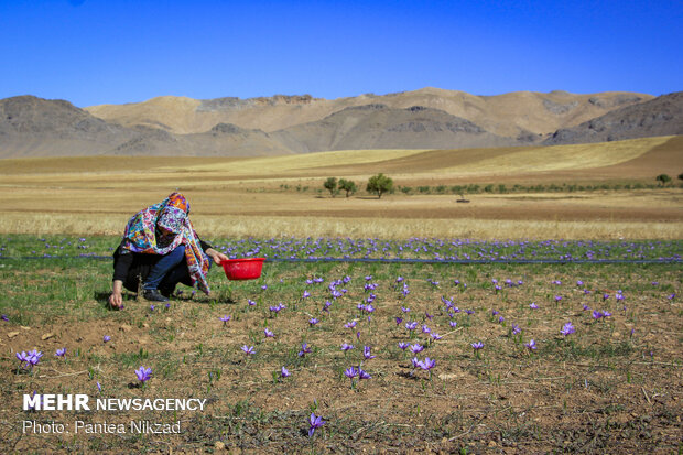 Harvesting 'red gold' in Zagros foothills