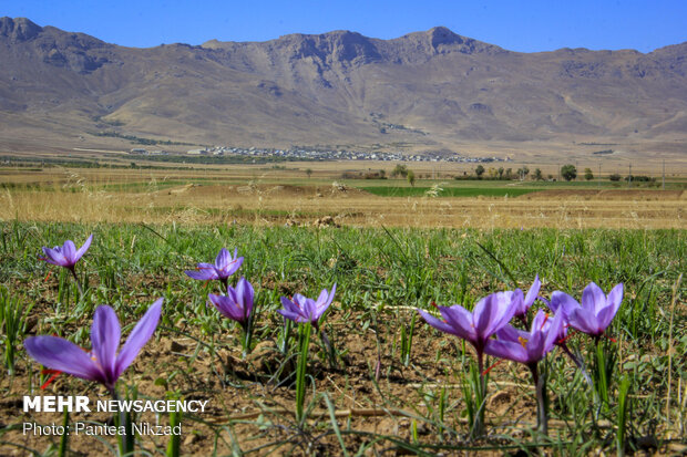 حصاد الزعفران في محافظة "جهارمحال وبختياري" غربي ايران