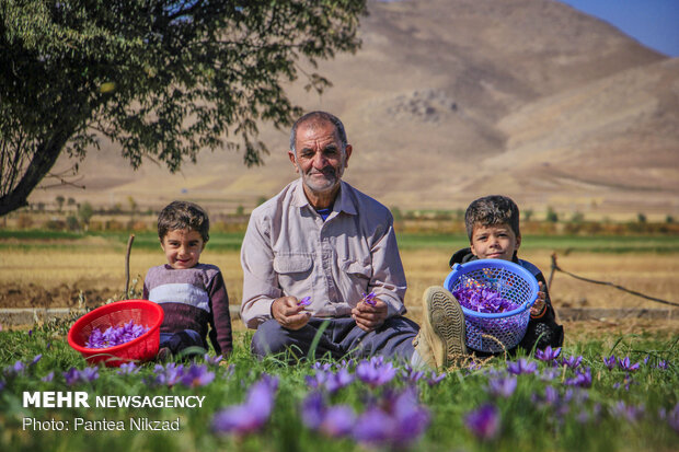 Harvesting 'red gold' in Zagros foothills