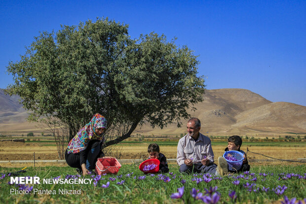 Harvesting 'red gold' in Zagros foothills