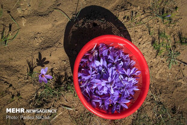 Harvesting 'red gold' in Zagros foothills