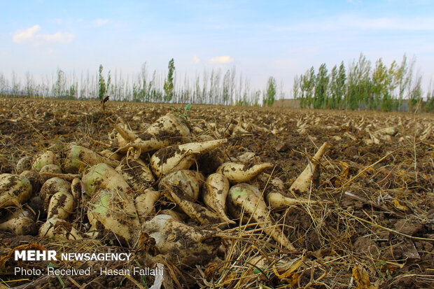 ۱.۴ میلیون تن چغندرقند از کشاورزان آذربایجان غربی خریداری شد