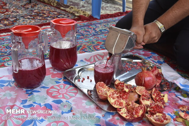 Harvesting pomegranates in Shahreza