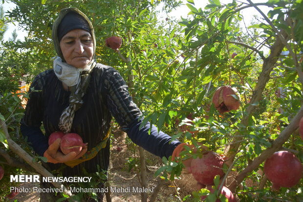 Harvesting pomegranates in Shahreza