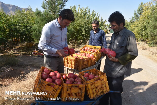 Harvesting pomegranates in Shahreza