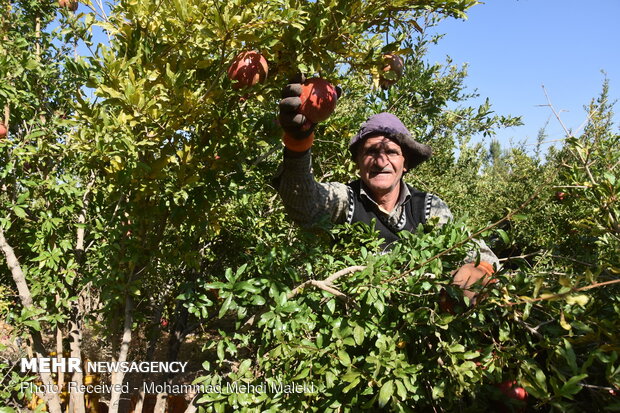 Harvesting pomegranates in Shahreza