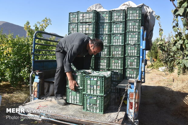 Harvesting pomegranates in Shahreza