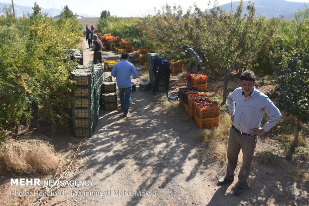 Harvesting pomegranates in Shahreza