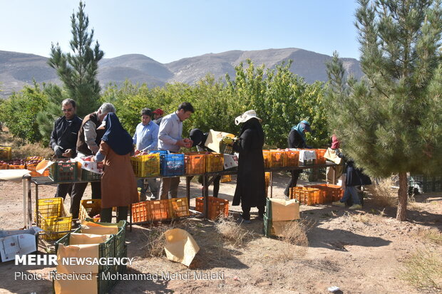 Harvesting pomegranates in Shahreza