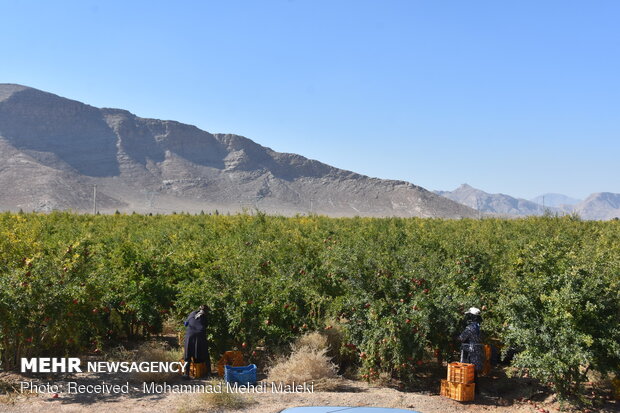 Harvesting pomegranates in Shahreza