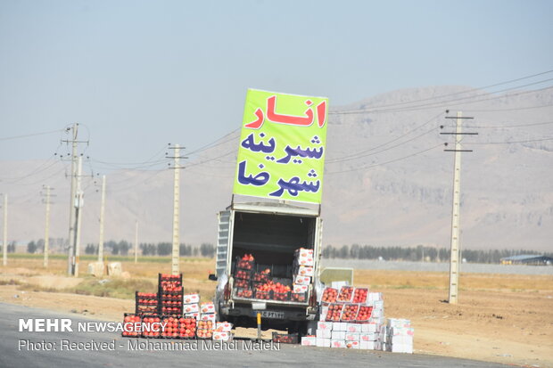 Harvesting pomegranates in Shahreza