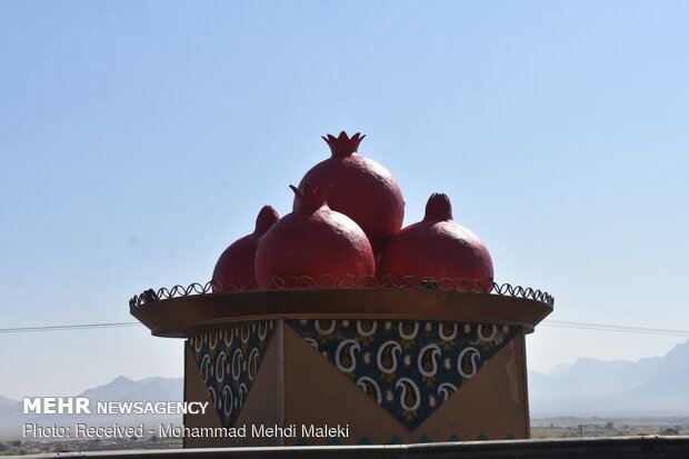 Harvesting pomegranates in Shahreza