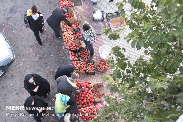 Harvesting pomegranates in Shahreza